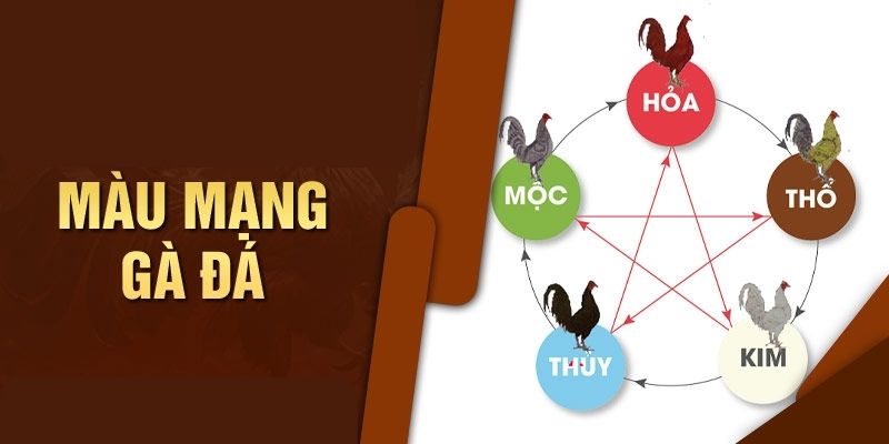 Màu mạng gà đá theo ngũ hành