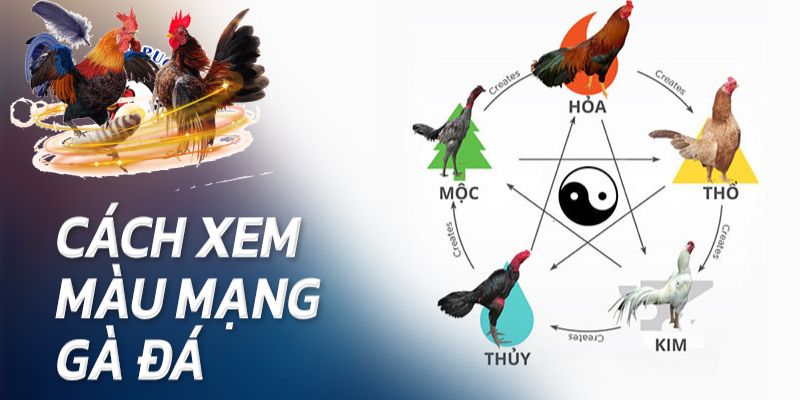 Cách xem màu mạng gà đá 