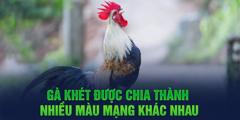 Gà khét được chia thành nhiều màu mạng khác nhau