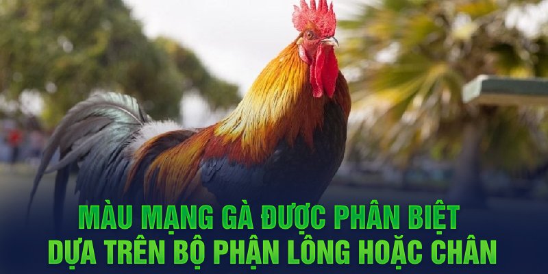 Màu mạng gà được phân biệt dựa trên bộ phận lông hoặc chân