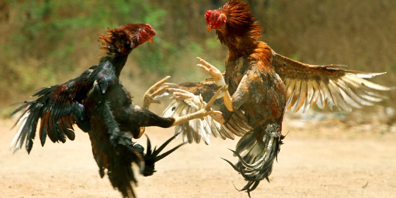 thong tin tong quan ve choi ga cua dao